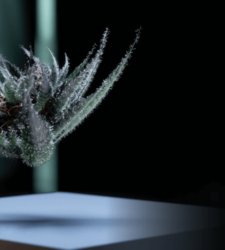 Mad labs disposables